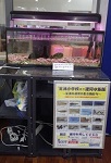 施設写真芝浦運河の生き物水槽